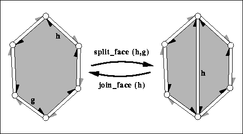 euler_face.png